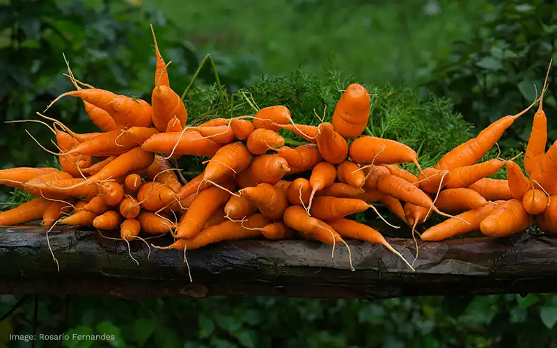 Carrots piled up on a fence